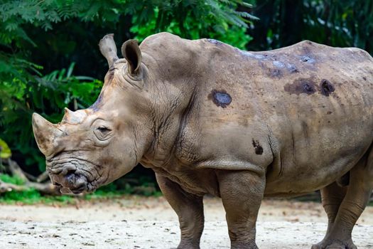 A closeup shot of a  white rhinoceros or square-lipped rhino Ceratotherium simum head while playing in a park in singapore. Nature photo colorful wildlife image