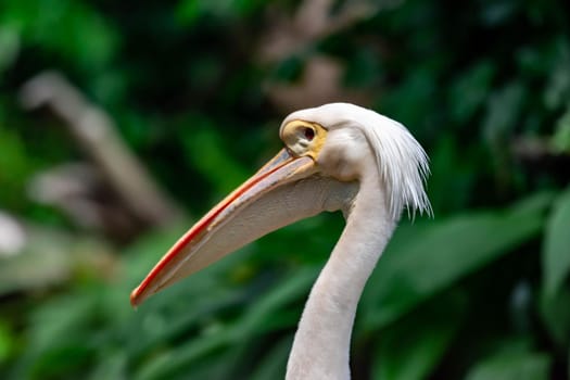 A closeup shot of pelican bird Pelecanus head while curiously looking in a park somewhere in asia