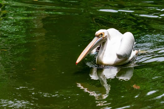 A closeup shot of pelican bird Pelecanus while swimming on water and looking for fish for food. Colorful photo of wildlife