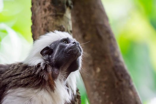 Close up shot of a cotton top tamarin while looking and observing with green blurry background
