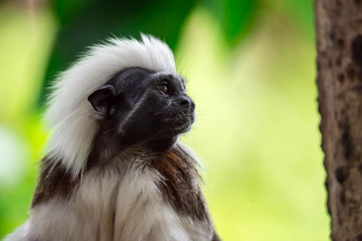 Close up shot of a cotton top tamarin while looking and observing with green blurry background