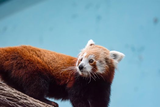 A very cute red panda, also called the lesser panda, red bear-cat, or the red cat-bear Ailurus fulgens while looking for food in a zoo somewhere in Asia