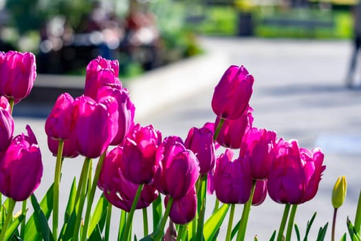 Purple pink flowers tulips on a street with blurry background