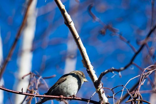 Female Purple Finch (Carpodacus purpureus) perched with a blue background