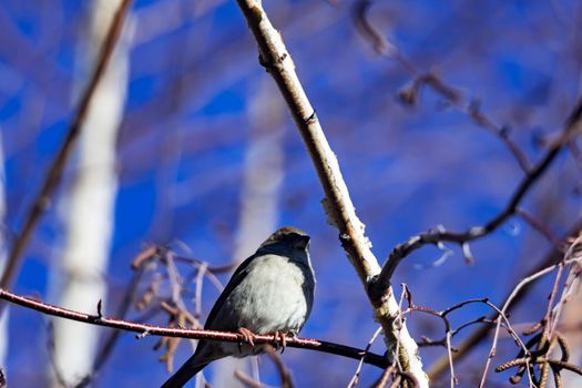 Female Purple Finch (Carpodacus purpureus) perched with a blue background