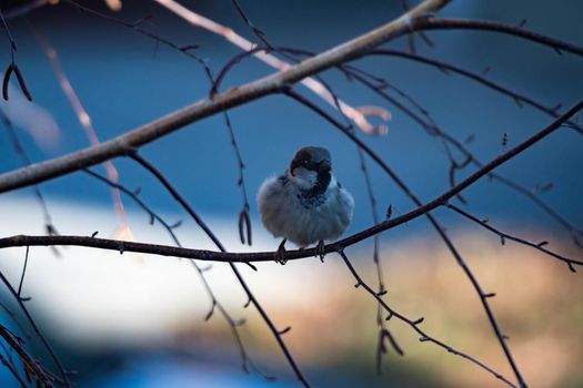 Female Purple Finch (Carpodacus purpureus) perched with a blue background