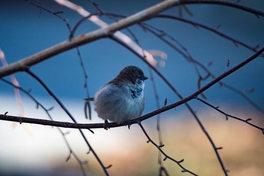 Female Purple Finch (Carpodacus purpureus) perched with a blue background