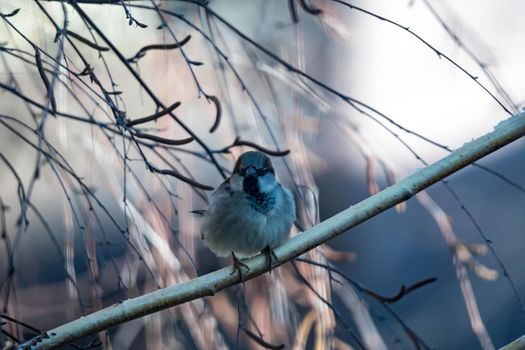 Female Purple Finch (Carpodacus purpureus) perched with a blue background