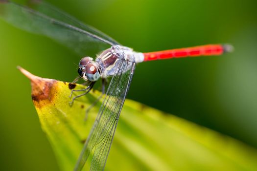 Macro Shot of a Dragon Fly focusing on the head and eyes showing very detailed eyes and small hairs, detailed wings and red tail resting on a leaf