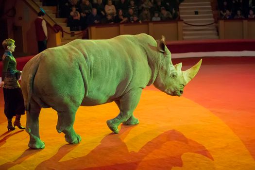 Belarus, Gomil, February 16, 2019. State Circus. Program Bravo Bravissimo.Trained rhino. Animals perform in the circus.