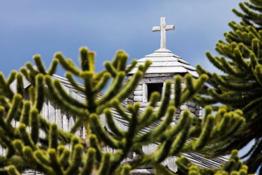 Araucaria and church - Fort Bulnes. Patagonia, Chile.