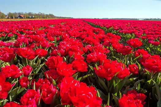 Tulip fields in spring in the countryside from the Netherlands