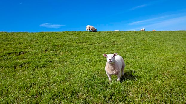 Young lamb and sheep on the dyke near the sea in the Netherlands