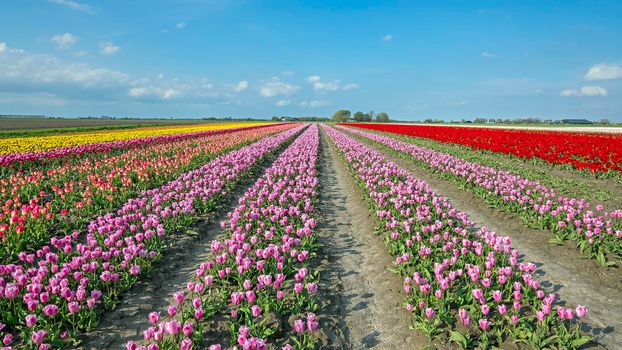 Blossoming tulips in the countryside from the Netherlands in spring