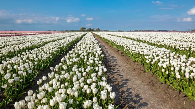 Blossoming white tulips in the countryside from the Netherlands in spring