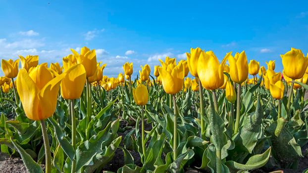 Blossoming yellow tulips in the countryside from the Netherlands in spring
