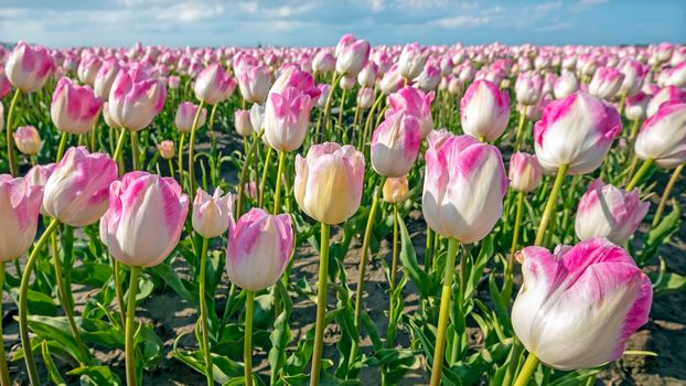 Blossoming purple tulips in the countryside from the Netherlands in spring