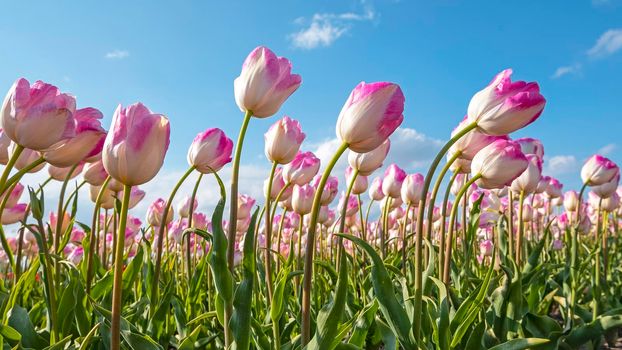 Blossoming purple tulips in the countryside from the Netherlands in spring