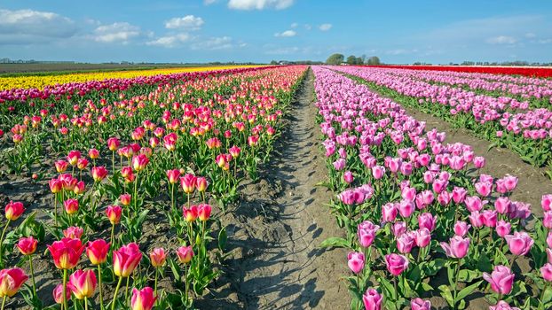 Blossoming tulip field in the countryside from the Netherlands in spring