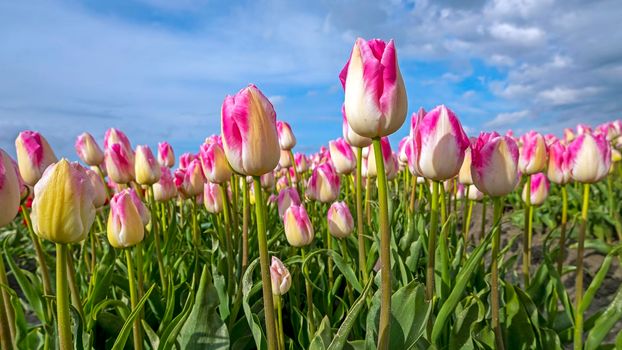 Blossoming tulip field in the countryside from the Netherlands in spring