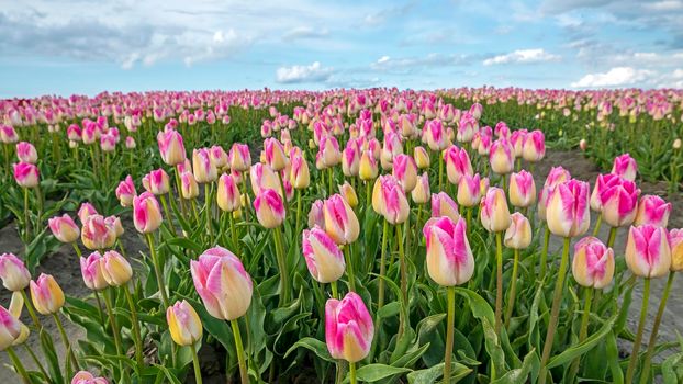 Blossoming tulip field in the countryside from the Netherlands in spring