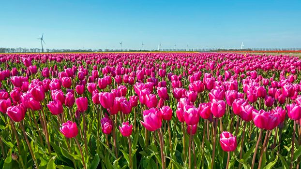 Blossoming tulip field in the countryside from the Netherlands