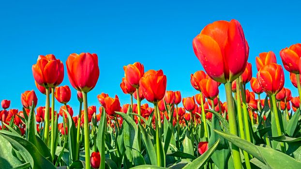 Blosssoming red tulips in the countryside from the Netherlands in spring