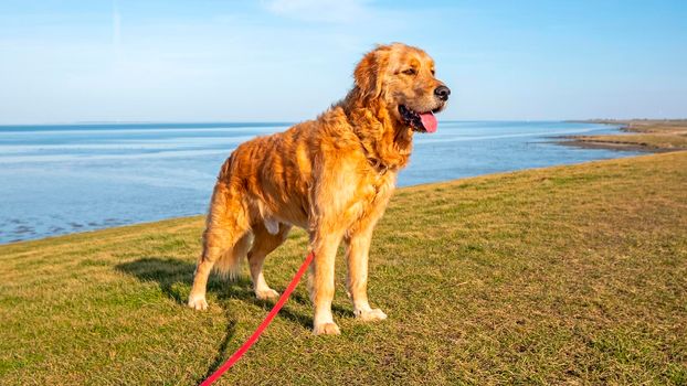 Labradoodle on the dyke in nature in the Netherlands