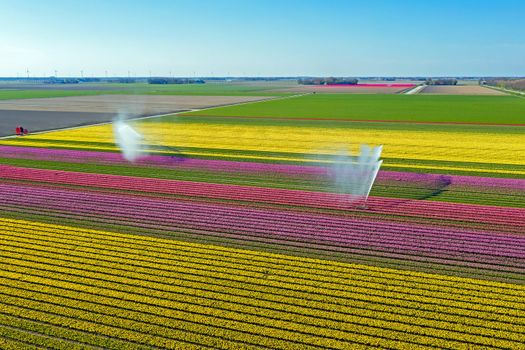Aerial from spraying water on blossoming tulip fields in the countryside from the Netherlands in spring