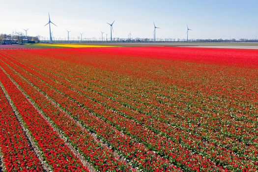 Wind turbines and tulip fields in the countryside from the Netherlands in spring