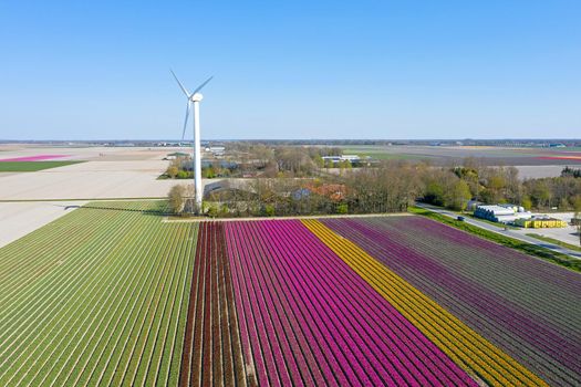 Aerial from blossoming tulip fields and a windmill in the Netherlands