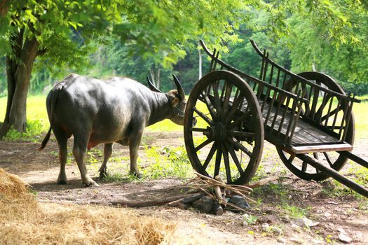 Buffalo standing by old wooden wagon in rural field.