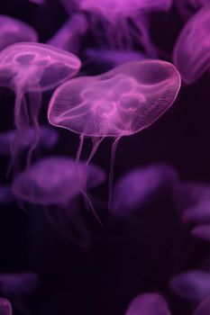 Moon jellyfish Aurelia aurita purple translucent color and dark background. Aurelia aurita (also called the common jellyfish, moon jellyfish, moon jelly, or saucer jelly) is a widely studied species of the genus Aurelia