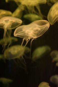 Moon jellyfish Aurelia aurita yellow translucent color and dark background. Aurelia aurita (also called the common jellyfish, moon jellyfish, moon jelly, or saucer jelly) is a widely studied species of the genus Aurelia