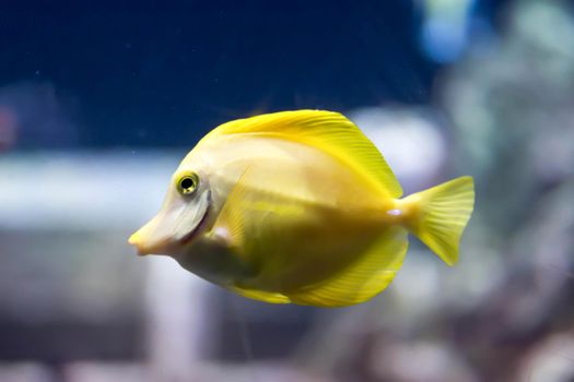Blurry photo of a Yellow tang fish Zebrasoma flavescens in a clear sea aquarium