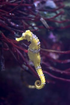 Blurry photo of a lined seahorse Hippocampus erectus in a clear sea aquarium