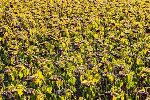 Sunflower field in Lausanne area. Lausanne, Vaud, Switzerland.