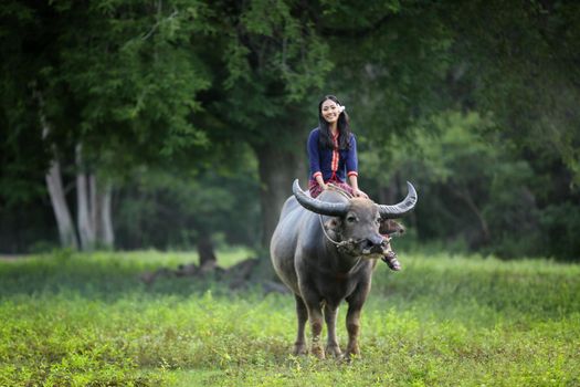 Asian woman Thai farmer sitting on a buffalo in the field