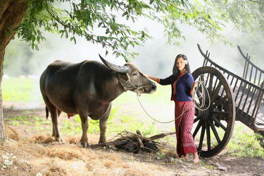 Asian girl in the countryside, walking back home with her Buffalo