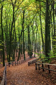 Alley in Wolin National Park. Miedzyzdroje, West Pomeranian, Poland.