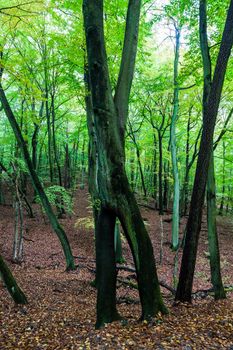 Wolin National Park. Miedzyzdroje, West Pomeranian, Poland.