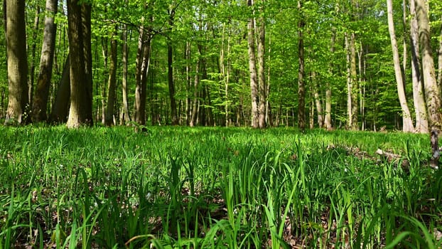 Trees in the forest Natural background for relaxation and recreation in nature. Springtime fresh green. 