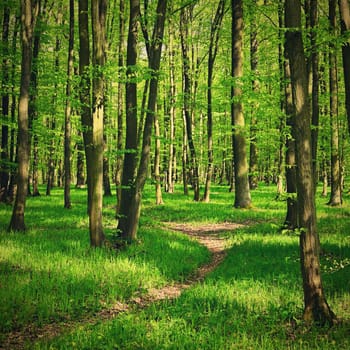 Trees in the forest Natural background for relaxation and recreation in nature. Springtime fresh green. 