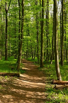 Trees in the forest Natural background for relaxation and recreation in nature. Springtime fresh green. 