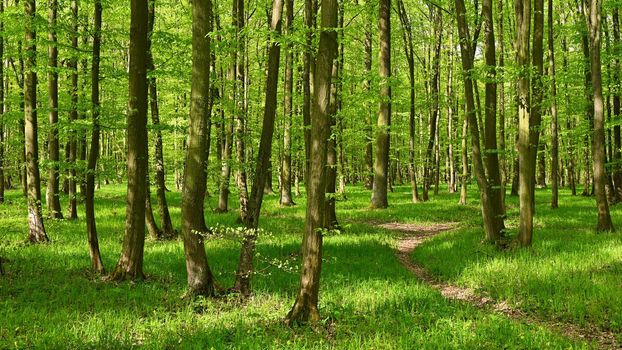 Trees in the forest Natural background for relaxation and recreation in nature. Springtime fresh green. 