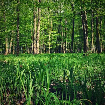 Trees in the forest Natural background for relaxation and recreation in nature. Springtime fresh green. 