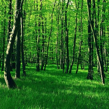 Trees in the forest Natural background for relaxation and recreation in nature. Springtime fresh green. 