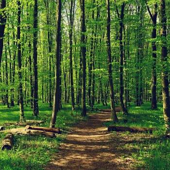 Trees in the forest Natural background for relaxation and recreation in nature. Springtime fresh green. 