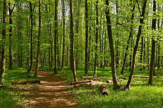 Trees in the forest Natural background for relaxation and recreation in nature. Springtime fresh green. 