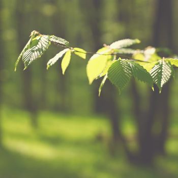 Beautiful green background with forest. Spring nature with trees. Colorful background.